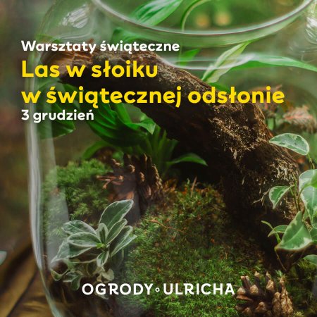 Warsztaty tworzenia świątecznych lasów w słoiku - inne