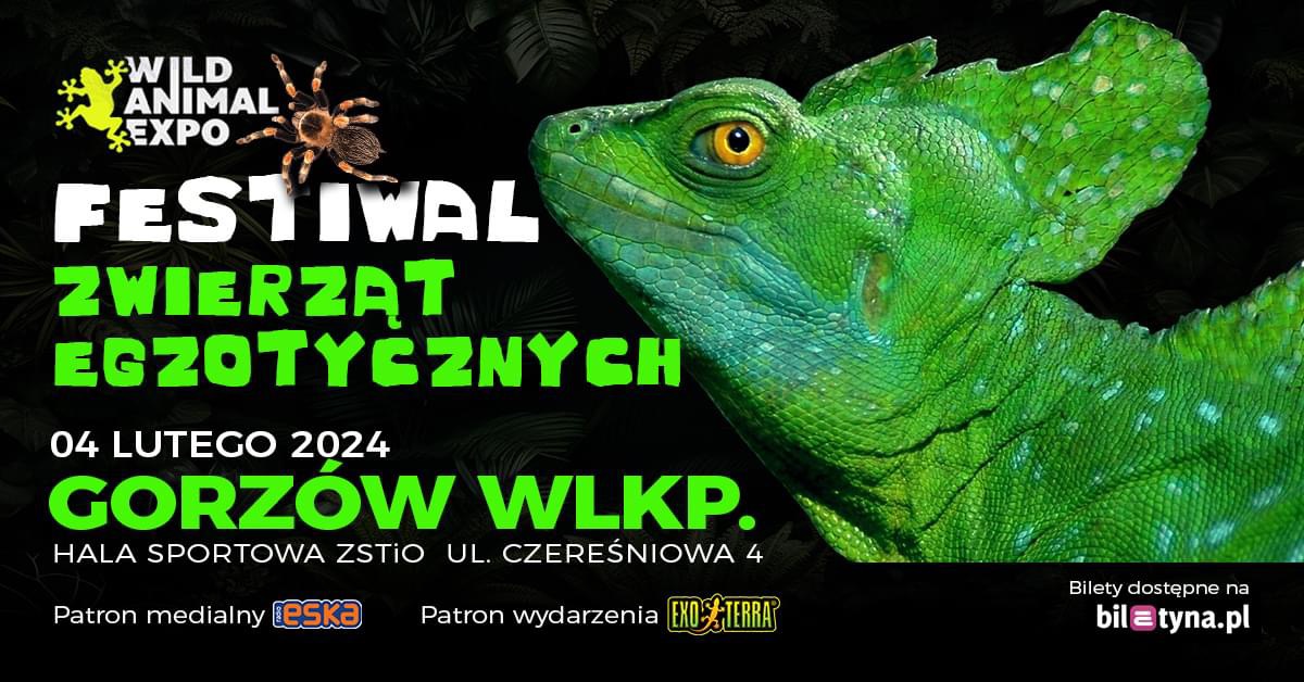 Wild Animal Expo Festiwal Zwierząt Egzotycznych Gorzów WLK 4022024