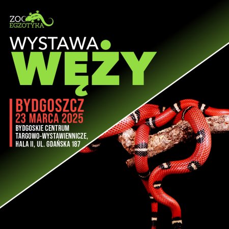 Wystawa węży - Bydgoszcz - wystawa
