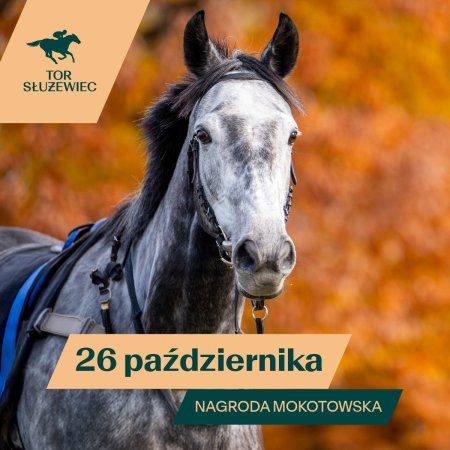 Mokotowska - Wyścigi konne na Torze Służewiec 2025 - sport