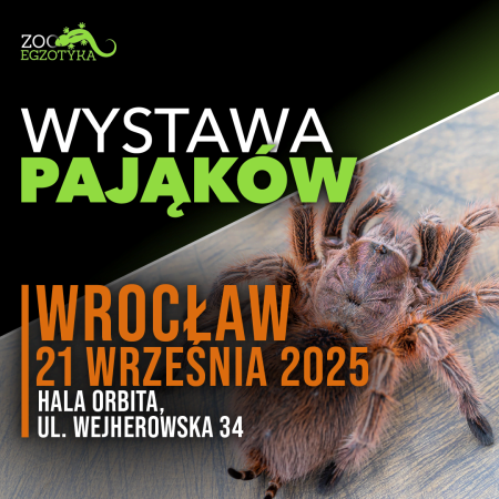 Wystawa pająków - Wrocław - targi