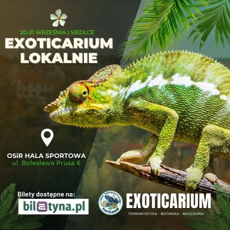 EXOTICARIUM LOKALNIE Targi Terrarystyczne Siedlce dwudniowe 20-21 września - targi