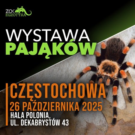Wystawa pająków - Częstochowa - targi