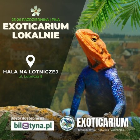EXOTICARIUM LOKALNIE Targi Terrarystyczne Piła dwudniowe 25-26 października - targi