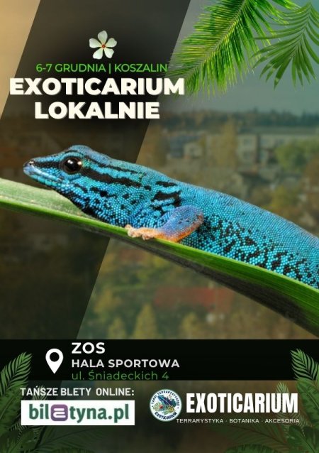 EXOTICARIUM LOKALNIE Targi Terrarystyczne Koszalin dwudniowe 6-7 grudnia - targi