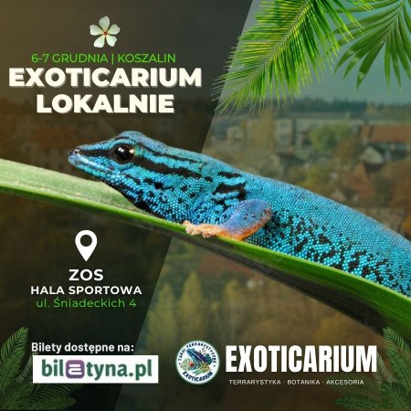 EXOTICARIUM LOKALNIE Targi Terrarystyczne Koszalin dwudniowe 6-7 grudnia - targi