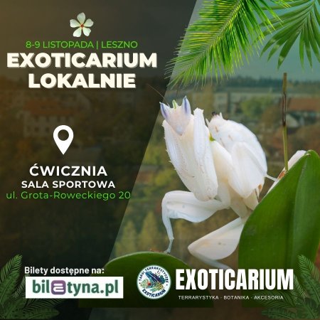 EXOTICARIUM LOKALNIE Targi Terrarystyczne Leszno dwudniowe 8-9 listopada - targi
