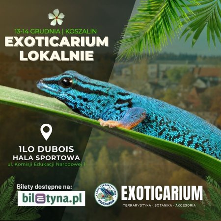 EXOTICARIUM LOKALNIE Targi Terrarystyczne Koszalin dwudniowe 13-14 grudnia - targi