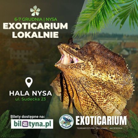 EXOTICARIUM LOKALNIE Targi Terrarystyczne Nysa dwudniowe 6-7 grudnia - targi