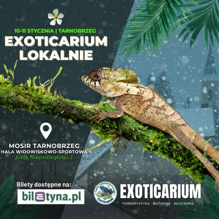 EXOTICARIUM LOKALNIE Targi Terrarystyczne Tarnobrzeg dwudniowe 10-11 stycznia - targi