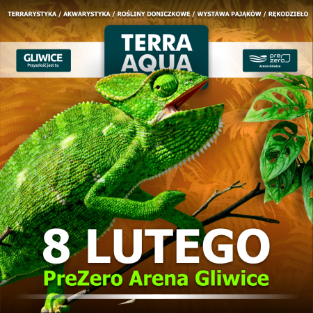 TERRA  AQUA GLIWICE / TARGI AKWARYSTYKI / PIĘKNO RĘKODZIEŁA  / WYSTAWA PAJĄKÓW - targi