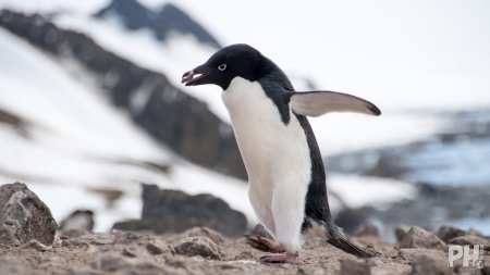 Poznański Klub Podróżnika - Antarktyka - stacja polarna, lodowce, pingiwny - Piotr Horzela - inne