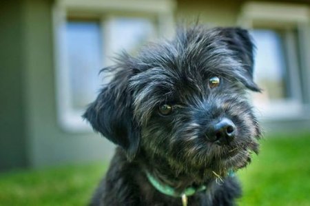 6. Panny z dobrych domów na rzecz bezdomnych zwierząt - koncert charytatywny i aukcja - koncert