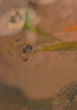 Fala dźwięku 92: Smelczyńska / Śmigasiewicz/ Polowanie