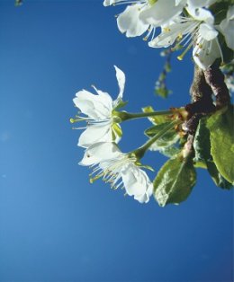 Wiosna dookoła świata - IX Wiosenny Koncert Kameralny