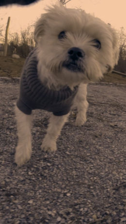 Z perspektywy... zwierząt | Szczęśliwego nowego roku 10+