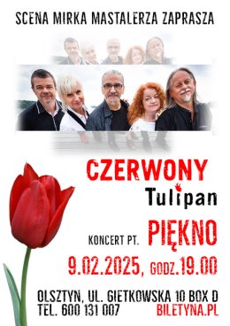 Czerwony Tulipan - Piękno