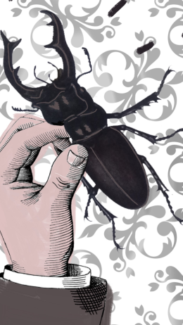 Odkrywcy animacji. Tresowanie żuków 7+