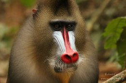Spotkanie z podróżnikiem: Robert Gondek - Gabon, Sao Tome - góry, goryle, szympansy, mandryle