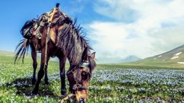 Poznański Klub Podróżnika - GRUZIŃSKIE OPOWIEŚCI z końmi, wolontariatem i Wołgą w tle