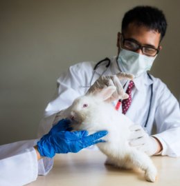 Bajka dla dzieci - "Przygody Doktora Dolittle"