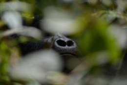 Uganda. Perła Afryki