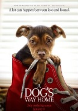 O psie, który wrócił do domu