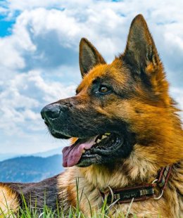 Podróżnicy na Czterech Łapach