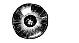 OBSERWATOR - PREMIERA