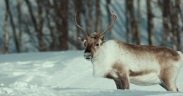 Młody Renifer Alex-Kinowy Poranek