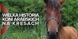 KRESY - MOJA MIŁOŚĆ "WIELKA HISTORIA KONI ARABSKICH NA KRESACH"