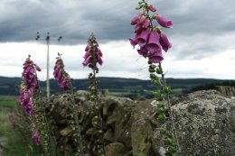 Grzegorz Żak - Śladami Rob Roy'a MacGregora po górach Szkocji i po historii z bydłem w tle
