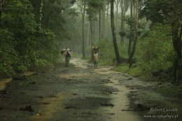 Poznański Klub Podróżnika - Gabon, Sao Tome - góry, goryle, szympansy, mandryle - Robert Gondek