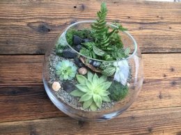 Warsztaty na Tu Bi-Szwat: (DYI) Terrarium z sukulentami