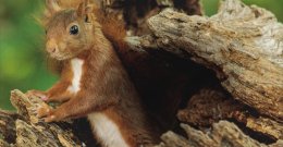 EDUKACJA KULTUROWA (2): SERCE DĘBU