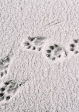 Trop w trop? czyli poznajemy sarny, jelenie, dziki i inne zwierzęta leśne, oraz ich tropy – warsztat edukacyjny dla dzieci