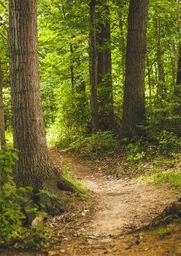 Od nasionka do drzewa - warsztat edukacyjny dla dzieci