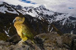Poznański Klub Podróżnika - Nowa Zelandia - Marcin Dobas