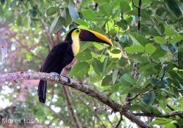 Kostaryka – w krainie ary i tukana