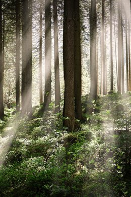 Filharmonia dla malucha – „Puk, puk w drzewa”