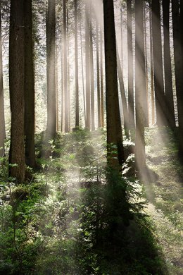 Audycja umuzykalniająca. „Co słychać w lesie”
